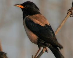 Foto: Rosy starling