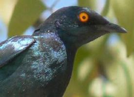 Foto: Cape starling