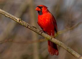 Foto: Northern cardinal