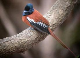 Foto: African paradise flycatcher