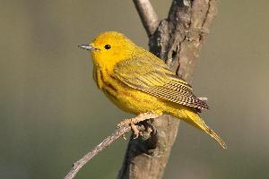 Foto: Yellow warbler
