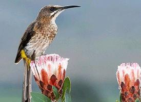 Foto: Cape sugarbird