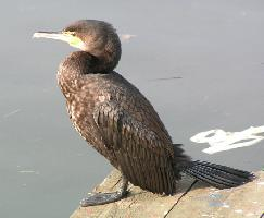 Foto: Great cormorant