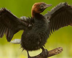 Foto: Pygmy cormorant