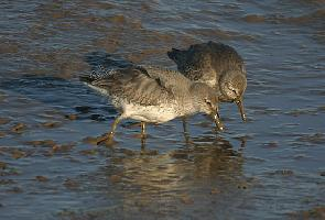 Foto: Red knot