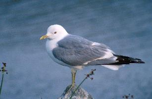 Foto: Common gull