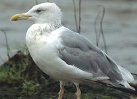 Foto: Caspian gull
