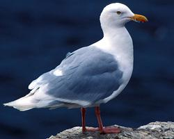 Foto: Glaucous gull