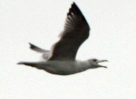 Foto: Armenian gull