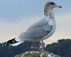 Foto: California gull