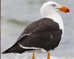 Foto: Pacific gull