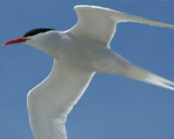 Foto: South american tern