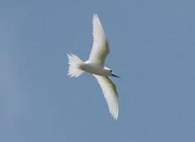 Foto: Little white tern