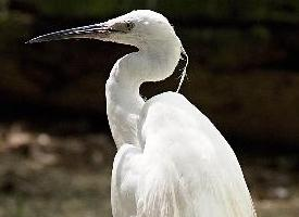 Foto: Little egret