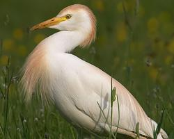 Foto: Cattle egret