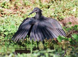 Foto: Black heron