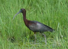 Foto: Glossy ibis