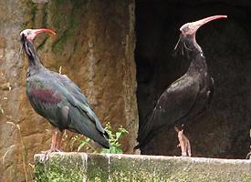 Foto: Northern bald ibis