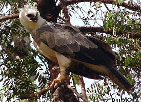 Foto: Harpy eagle