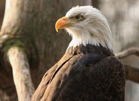 Foto: Bald eagle