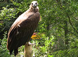 Foto: Cinereous vulture