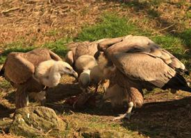 Foto: Eurasian griffon vulture