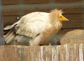 Foto: Egyptian vulture