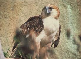 Foto: Philippine eagle