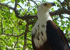 Foto: African fish eagle