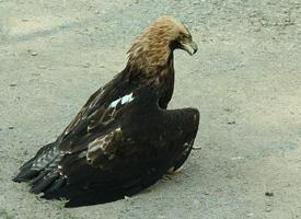 Foto: Eastern imperial eagle