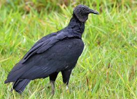 Foto: Black vulture