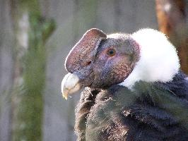 Foto: Andean condor