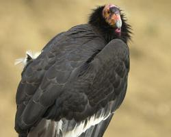 Foto: California condor