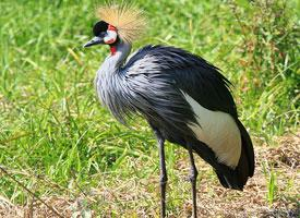 Foto: Black crowned crane