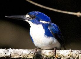 Foto: Little kingfisher