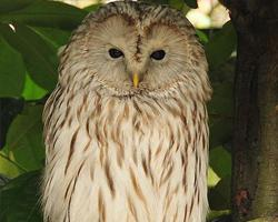 Foto: Ural owl