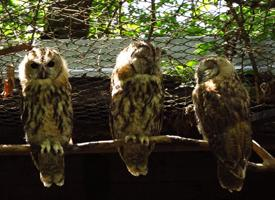 Foto: Tawny owl