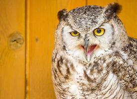 Foto: Great horned owl