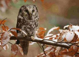 Foto: Boreal owl