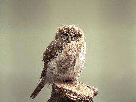 Foto: Eurasian pygmy owl