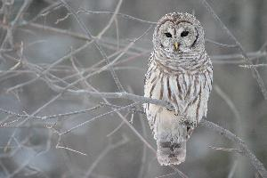 Foto: Barred owl