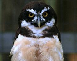 Foto: Spectacled owl