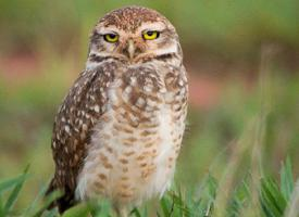 Foto: Burrowing owl