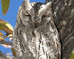 Foto: African scops owl