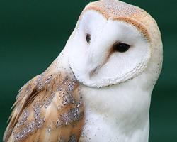 Foto: Barn owl