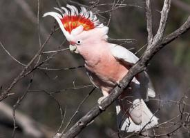 Foto: Pink cockatoo