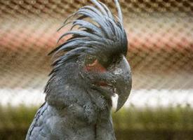 Foto: Palm cockatoo