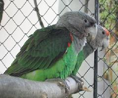 Foto: Cape parrot