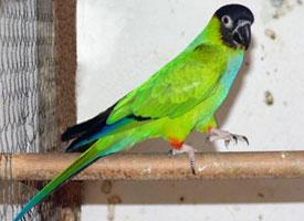 Foto: Nanday parakeet