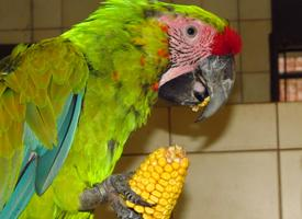 Foto: Great green macaw